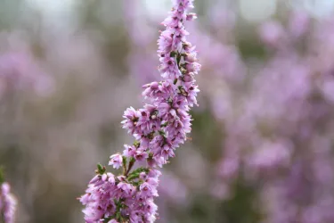Eine Gruppe von zarten lila Blumen blüht in der Natur. Der Fokus liegt auf einem einzelnen Blumenstiel, der in die Höhe ragt.