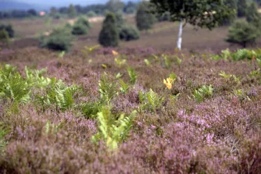 Eine hügelige Landschaft mit lila blühender Heide und grünen Farnen. Im Hintergrund sind vereinzelte Bäume zu sehen.