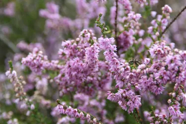 Ein schönes Feld mit lila blühenden Pflanzen. Die Farben und Blüten verleihen der Szenerie eine natürliche Frische.