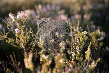 Ein Netz hängt zwischen blühenden Pflanzen. Es ist feucht und glänzt im Licht.