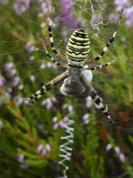 Eine große Spinne mit gelb-schwarzem Muster sitzt in ihrem Netz. Im Hintergrund sind lila Blumen und grünes Gestrüpp zu sehen.