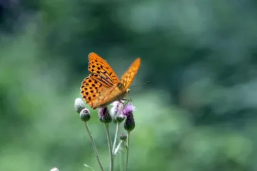 Ein orangefarbener Schmetterling sitzt auf blühenden Pflanzen. Der Hintergrund ist weich und grün verschwommen.