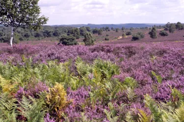 Eine farbenfrohe Heidelandschaft mit lila Blüten und grünen Farnen. Sanfte Hügel erstrecken sich im Hintergrund unter einem klaren Himmel.