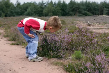 Ein Junge beugt sich über lila Blumen in einer Heidefläche. Die Umgebung ist von Wald und sanften Hügeln umgeben.