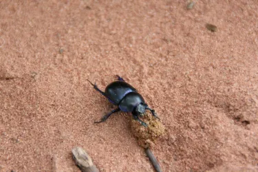 Ein schwarzer Käfer krabbelt über den sandigen Boden. Er bewegt sich in Richtung eines kleinen Haufens.