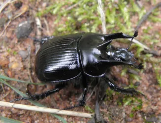 Ein großer, glänzender Käfer mit auffälligen Antennen. Er sitzt auf einem moosbedeckten Boden zwischen Grashalmen.