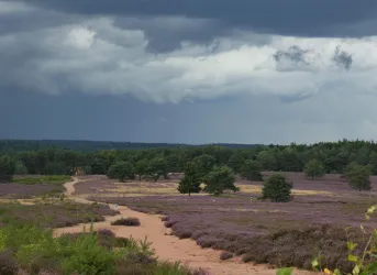 Eine weite Heidelandschaft mit lila blühenden Pflanzen. Der Himmel ist bewölkt und es gibt einen anspruchsvollen Weg, der durch die Landschaft führt.
