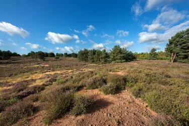 Eine weite Heidelandschaft mit lila Blüten und vereinzelten Bäumen. Der Himmel ist blau mit weißen Wolken.