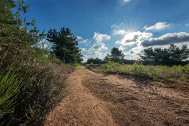 Ein schmaler Weg mit Erde und Sträuchern führt durch eine grüne Landschaft. Der Himmel ist blau mit einigen Wolken und Sonnenlicht strahlt durch die Bäume.