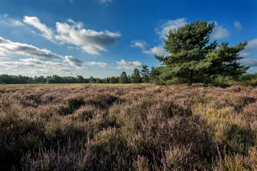 0750_Mehlinger Heide_2018