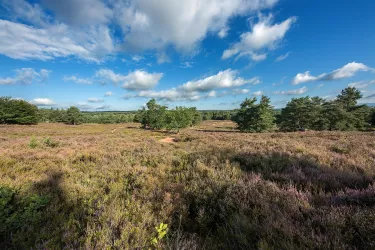 0829_Mehlinger Heide_2018