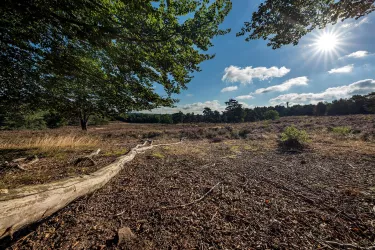 0772_Mehlinger Heide_2018
