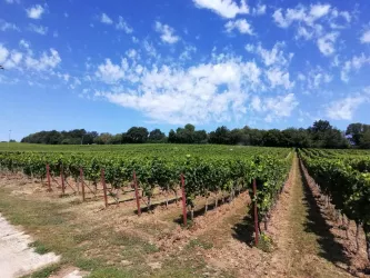 Weinbergslage Am Herrenpfad (© Nicola Hoffelder, Landau-Land)