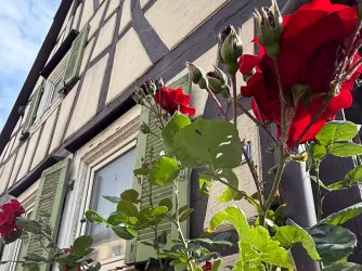Ein Fachwerkhaus mit grünen Fensterläden und roten Rosen im Vordergrund. Der Himmel ist klar und blau.