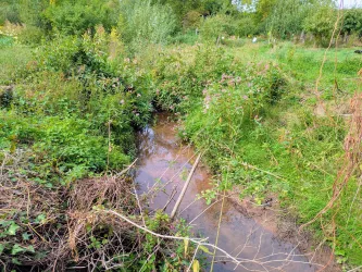 Ein kleiner, klarer Bach fließt durch ein grünes, verwildertes Gebiet. Umgeben von dichtem Gras und Pflanzen zeigt die Szene die natürliche Schönheit der Landschaft.