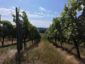 Weinlage mit Aussicht