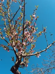 Ein blühender Baum mit rosa Blüten vor einem klaren blauen Himmel. Die frischen Blätter verleihen der Szene einen lebendigen Touch.