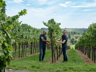 Zwei Männer arbeiten in einem Weinberg zwischen Reihen von Traubenpflanzen. Es ist ein sonniger Tag und die Landschaft ist grün und hügelig.