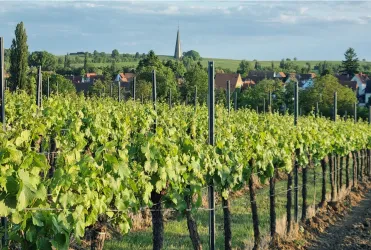 Eine grüne Weinlandschaft mit üppigen Reben und einem kleinen Dorf im Hintergrund. Im Hintergrund ist ein Kirchturm sichtbar.
