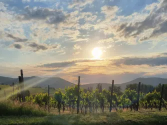 Weinlage im Sonnenuntergang.