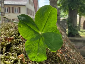 Kleeblatt 5-blättrig