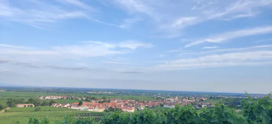 Blick auf Kallstadt