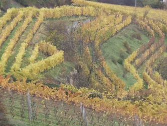 Kallstadt - Saumagen als Weinlage (© Urlaubsregion Freinsheim)