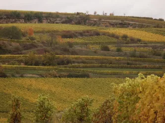 Kallstadt - Saumagen als Weinlage 1 (© Urlaubsregion Freinsheim)