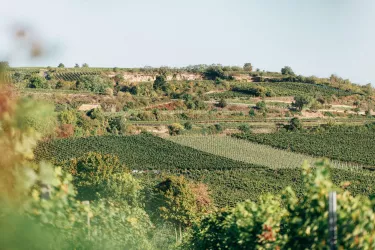 Weinberge (© Köhler-Ruprecht)