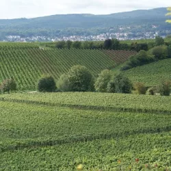 Weinberge (© Weingut Weisenborn)