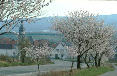 Mandelbäume zwischen Kallstadt u. Herxheim a.Bg. (© Urlaubsregion Freinsheim)