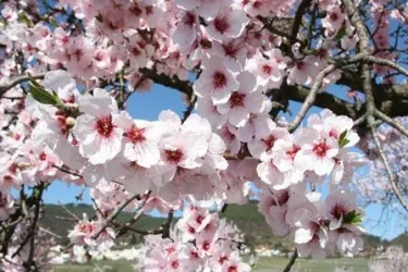 Mandelblüte (© Elke Metzger)