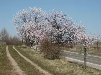 Mandelblüte