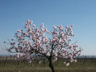 Mandelblüte 1