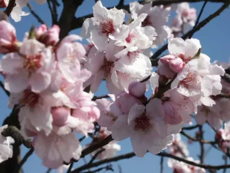 Mandelblüte 2