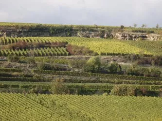 Weinlage Saumagen (© Urlaubsregion Freinsheim)