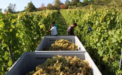 Weinlese (© Weingut Horcher)