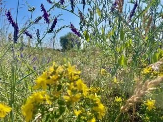Ein buntes Blumenfeld mit gelben und lila Wildblumen. Grüne Grassträucher im Hintergrund unter blauem Himmel.