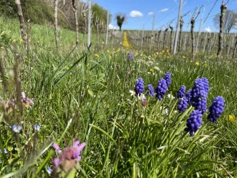 Ein buntes Blumenfeld mit lila und pinken Blüten umgeben von frischem Grün. Im Hintergrund sind Weinreben und ein blauer Himmel sichtbar.