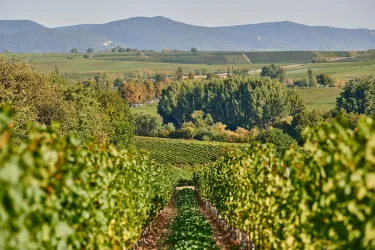 Weinberge