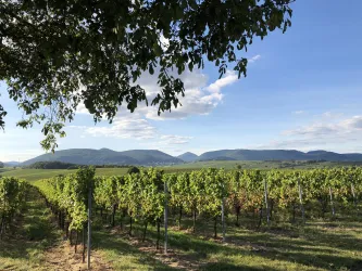 Landschaft der Südlichen Weinstraße
