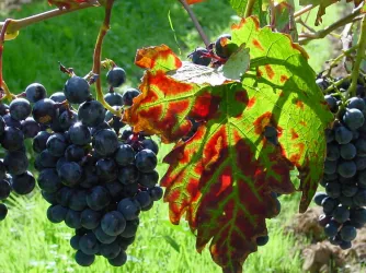 Trauben hängen an einem Weinrebenstock, umgeben von grünem Gras. Ein großes, bunt gefärbtes Blatt ist ebenfalls sichtbar.