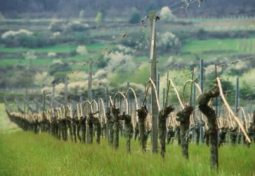 Ein ruhiger Weinberg mit langen Reihen von Reben. Im Hintergrund sind sanfte Hügel und grünes Gras zu sehen.