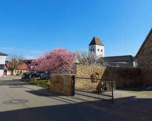 Ein malerischer Ort mit einer blühenden Kirschbaumallee und einem historischen Turm im Hintergrund. Der Himmel ist klar und blau.