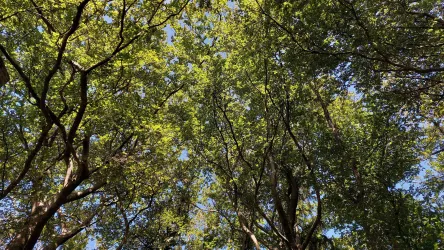 Ein Blick auf die Baumkronen mit grünem Laub und blauem Himmel. Das Bild vermittelt ein Gefühl von Ruhe in der Natur.