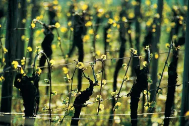 Weingut Hermann Weisbrodt 2