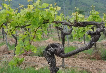 Weinmotiv 2