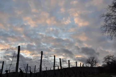 Weinmotiv 1