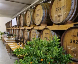 Ein Raum mit großen Holzfässern, die ordentlich gestapelt sind. Auf einem Tisch stehen Flaschen und Pflanzen mit orangen Früchten.