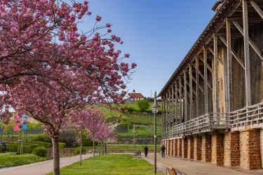 Ein schöner Park mit blühenden Kirschbäumen und einer Holzstruktur im Hintergrund. Menschen spazieren auf dem Weg und genießen die frische Luft.